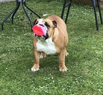Lady, Bulldog