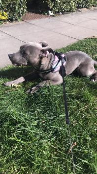 Dolcie, Staffordshire Bull Terrier