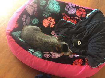 leia, Perro australiano del ganado
