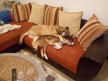Missie, Leonberg