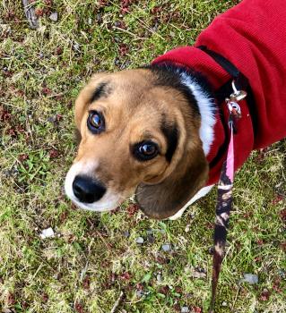 Mazikeen, Beagle