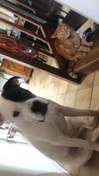 Priam, Dogo Argentino