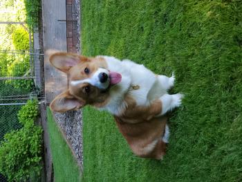 Fitzgerald, Corgi Galés De Pembroke