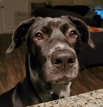 Rey, Labrador Retriever