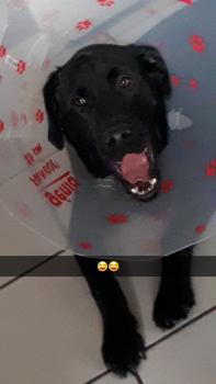 puzzle, Labrador Retriever