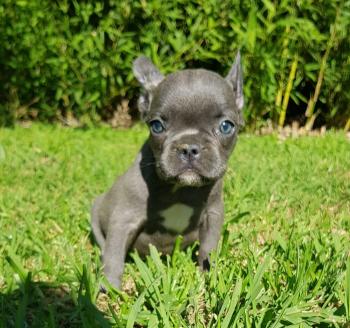 Rocco, Bulldog Francés