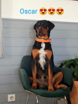 Oscar, Beauceron