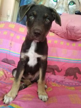 Koda, Labrador Retriever