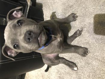 Ralph, Staffordshire Bull Terrier
