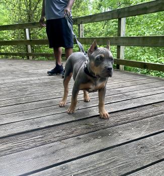 Luxx, Bouledogue Americain