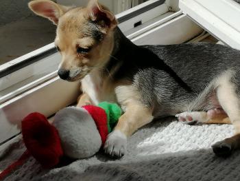 poupy, Chihuahua