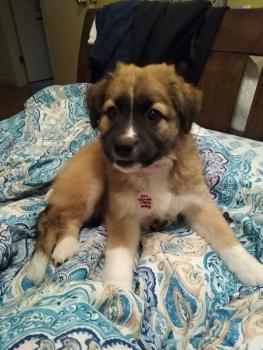 Sweetness, Berger Allemand