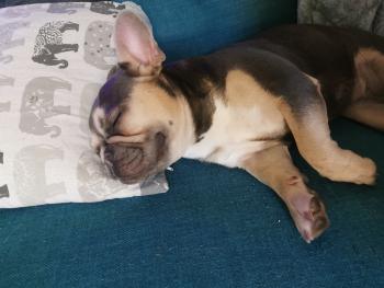 Luna, Bulldog Francés