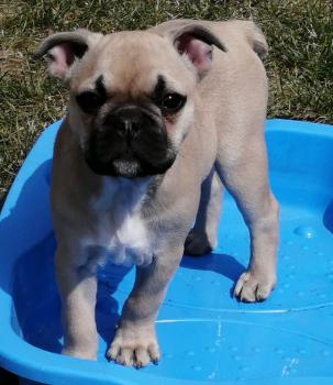 Pepsy, Bulldog Francés