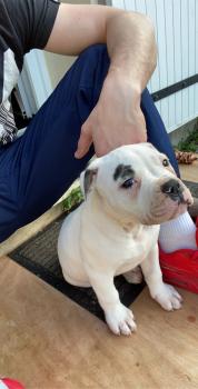 Ruby, Bulldog americano