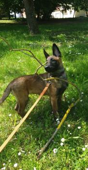 Rubby, Pastor Belga Malinois