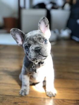 Ragnar, Bulldog Francés
