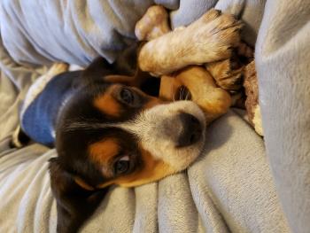 Mina, Beagle