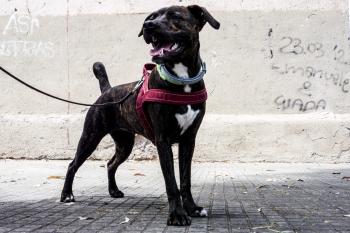 Rebel, Staffordshire Bull Terrier