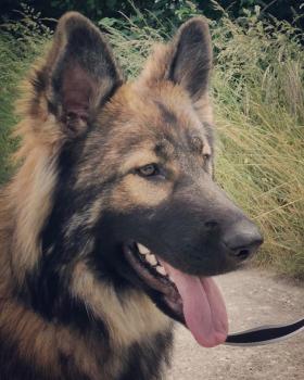 Shelby, Berger Allemand