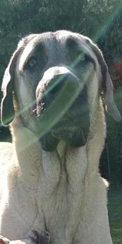 Pinto, Anatolian Shepherd Dog
