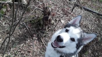 Björn, Alaskan Malamute