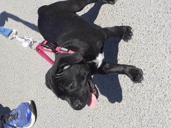 Linka, Staffordshire Bull Terrier
