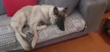 Rigel, Tervuren Belge
