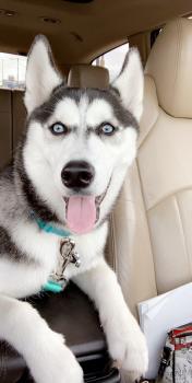 Luna, Husky Siberiano
