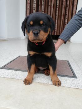 isco, Rottweiler