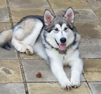 Diego, Alaskan Malamute