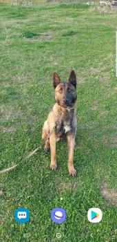 Phoenix, Pastor Belga Malinois