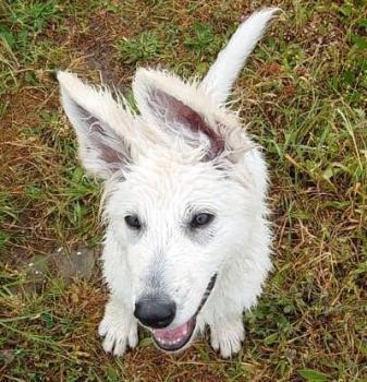 Xavi, White swiss Shepherd Dog