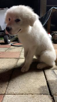 Casper, Pyrenäenberghund