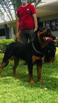 Kaï, Rottweiler