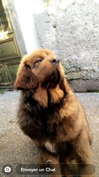 Booba, Tibetan Mastiff
