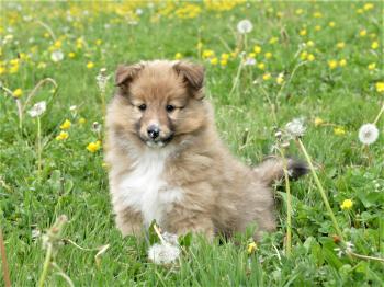 Ready Piper, Pastor De Shetland