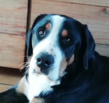 OPUS, Otros perros