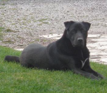 NESTOR, Otros perros