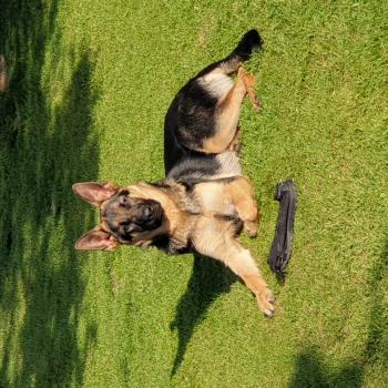 Zeus, Pastore tedesco