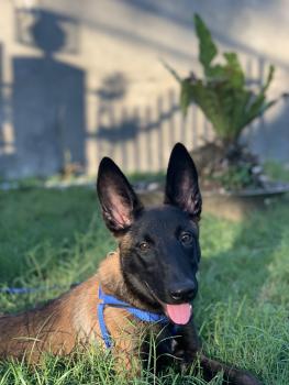 Dior, Pastor Belga Malinois