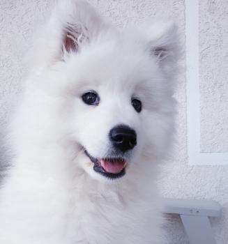 Kolja, Samoyedo