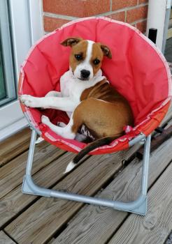 Rolling thunder, Staffordshire Bull Terrier