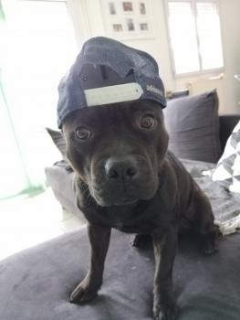 Og'kush, Staffordshire Bull Terrier