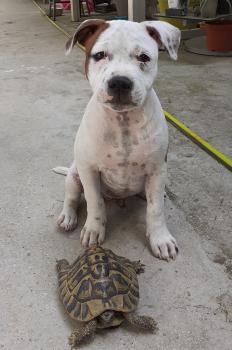 Thanos, Staffordshire Bull Terrier
