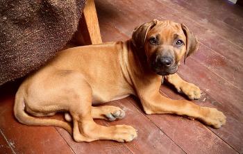 Jock, Crestado Rodesiano