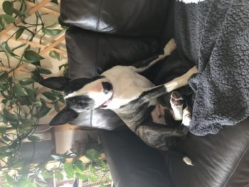 Indie, Bull Terrier