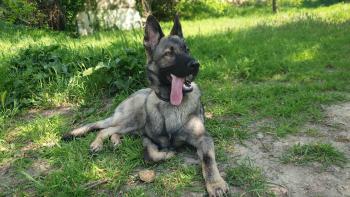 Sangha, Perro Pastor Alemán