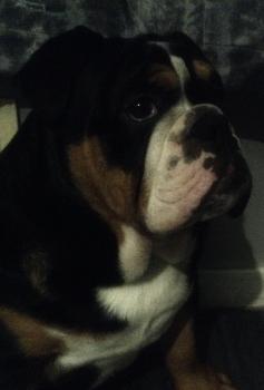 axel, Bulldogge