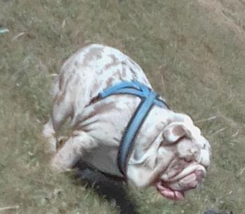 opal, Bulldog